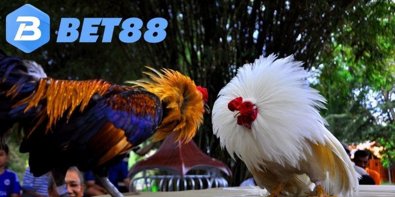 Tổng quan về đá gà – truyền thống và hiện đại hòa quyện