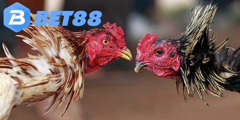 Lý do đá gà trở thành hình thức cá cược phổ biến hiện nay
