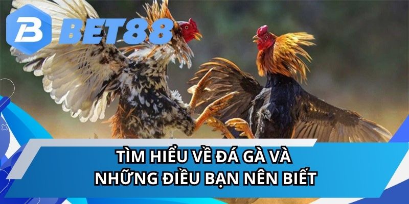 Đá Gà